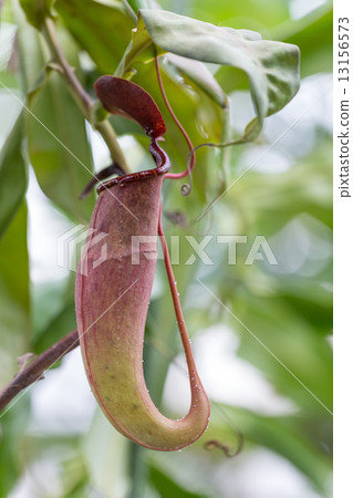 Nepenthes 13156573