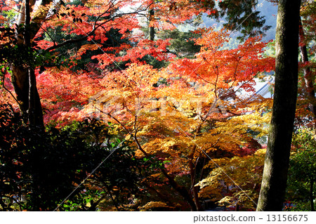 Komyoji Temple Autumn leaves 13156675