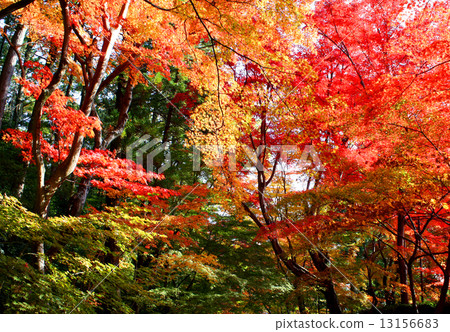 Komyoji寺秋葉 Komyoji寺秋葉 13156683