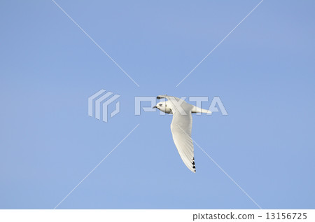 Zuka gulls flying 13156725