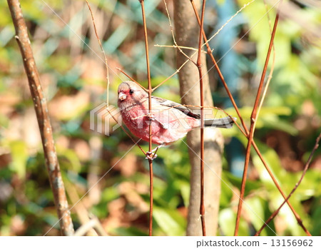 Benimasiko(♂)⑥ Benimasiko(♂)⑥ 13156962