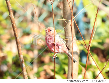 Benimasiko（♂）⑦ 13156963