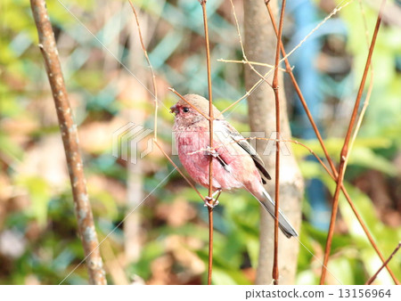 Benimasiko(♂)⑧ Benimasiko(♂)⑧ 13156964