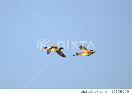 Hidorigamo的航班 13156999