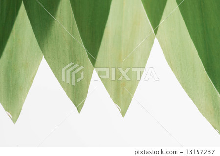 Bamboo leaf  13157237