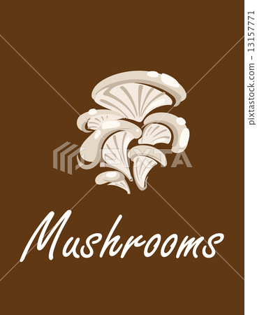 Bunch of oyster mushrooms Bunch of oyster mushrooms 13157771