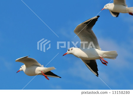 Uricamome Uricamome 13158280
