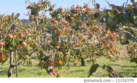 16:9果園柿子(次郎柿子) 16:9果園柿子(次郎柿子) 13158379