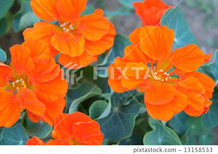 Orange nasturtium: Golden Lotus flowers (minaret) 13158533