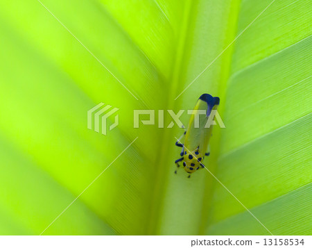 Tsunagogyo Oshoko 13158534