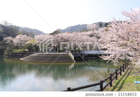 Cherry blossom at Togawa Dam Park in Masuda Town, Mitoyo City, Kagawa Prefecture Cherry blossom at Togawa Dam Park in Masuda Town, Mitoyo City, Kagawa Prefecture 13158653