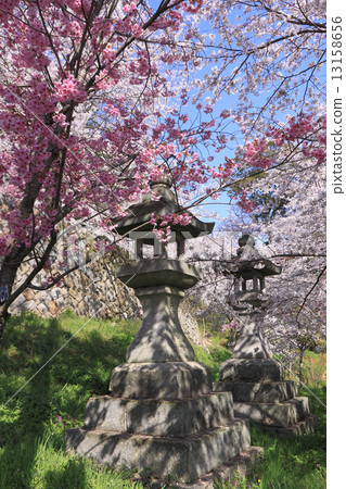 Kompira-san Omote Omote，櫻花盛開在表參道石樓梯和Kinrigora燈籠 13158656