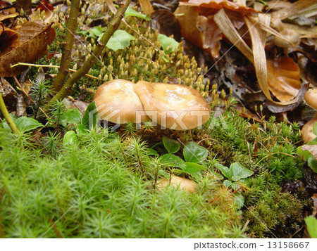 苔蘚Naratake床 13158667