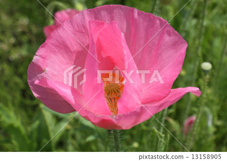 Poppy (Hinagishi · Shimbun) Poppy (Hinagishi · Shimbun) 13158905