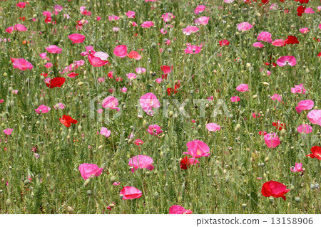 Poppy (Hinagishi · Shimbun) 13158906