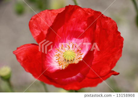 Poppy (Hinagishi · Shimbun) 13158908