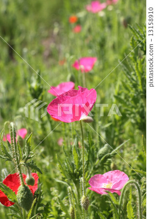 Poppy (Hinagishi · Shimbun) 13158910