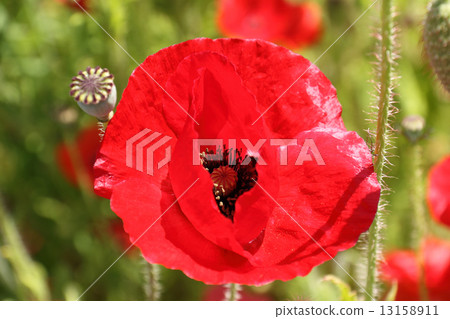 Poppy (Hinagishi · Shimbun) Poppy (Hinagishi · Shimbun) 13158911