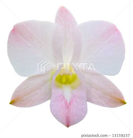 One orchid flower isolated on white. One orchid flower isolated on white. 13159237