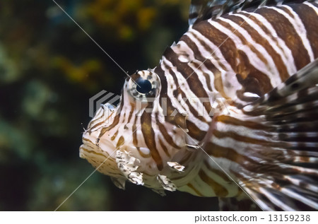 Lionfish, Beautiful sea fish Lionfish, Beautiful sea fish 13159238
