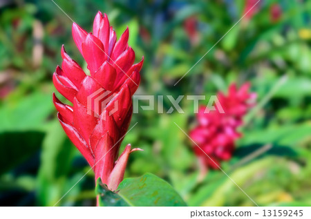 Alpinia, Red Ginger flower 13159245
