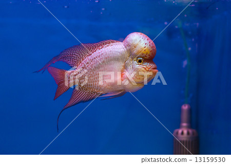 Flowerhorn fish 13159530