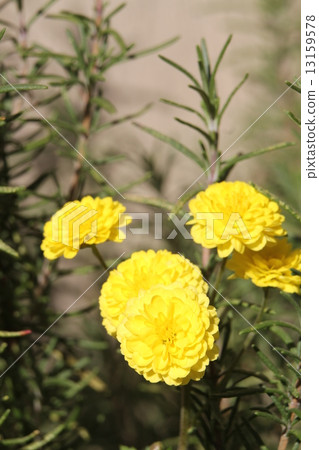 蓬蓬菊花 蓬蓬菊花 13159578