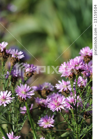 Peacock Astar 13159584