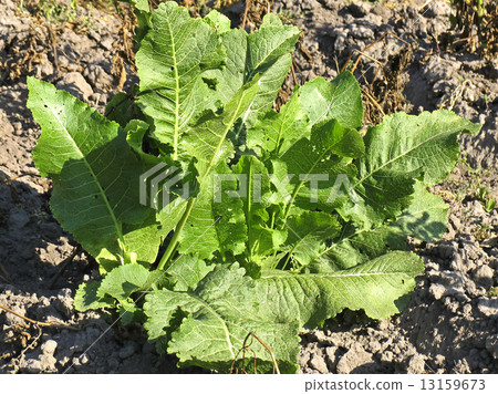 Green big leaves of horseradish. Growing vegetables in garden Green big leaves of horseradish. Growing vegetables in garden 13159673