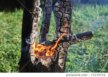 smouldering trunk 13159728