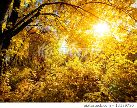 Forest on a bright day 13159750