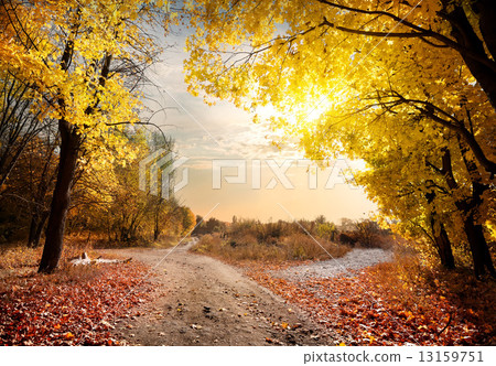 Maple forest 13159751