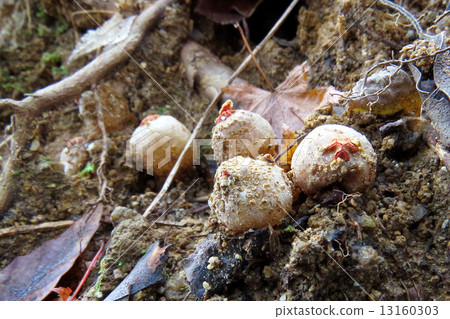 Kuchibenitake group 13160303