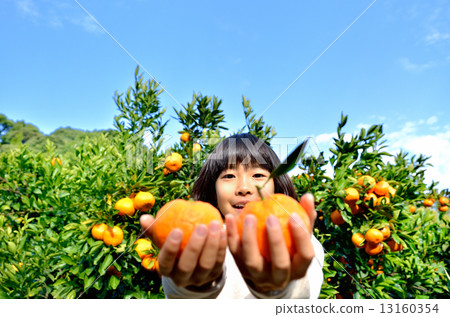 狩獵橘子的女孩 狩獵橘子的女孩 13160354