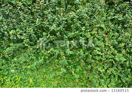 Wall of Ivy 13160515