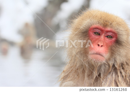 一隻猴子沉浸在溫泉里 一隻猴子沉浸在溫泉里 13161268