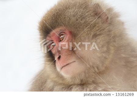 日本獼猴 日本獼猴 13161269