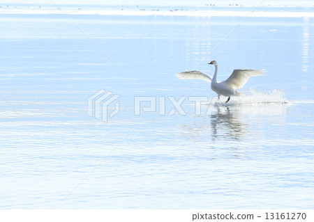 天鵝去水 13161270