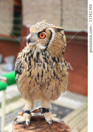 蚯蚓貓頭鷹貓頭鷹猛禽孟加拉鷹眼睛的小雞 13161368