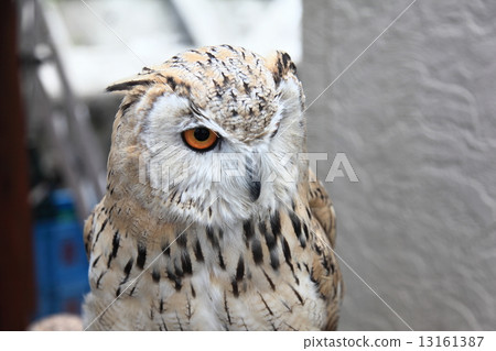 Earthworm Owl Owl Raptors Siberian Eagle Owls Chicks Siberius Earthworm Owl Owl Raptors Siberian Eagle Owls Chicks Siberius 13161387