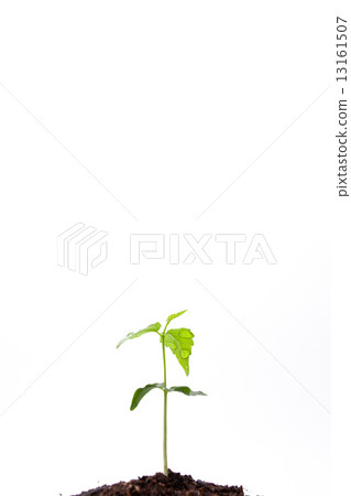 發芽 13161507