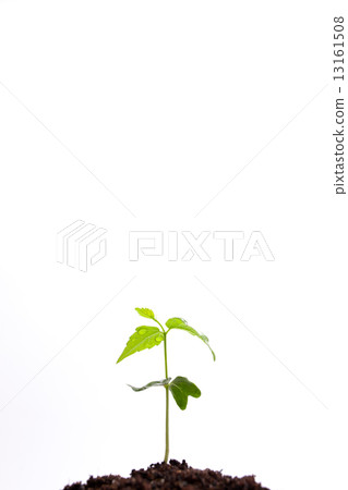 發芽 13161508