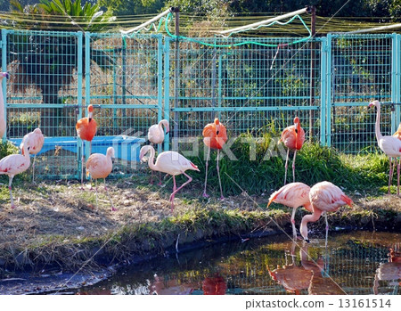 火烈鳥（東武動物園） 13161514