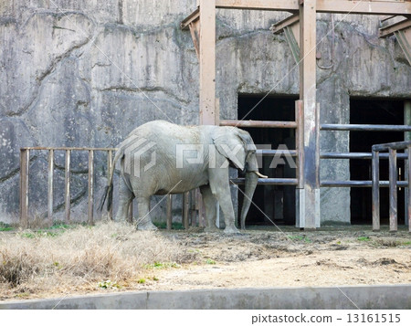 非洲大象(東武動物園) 非洲大象(東武動物園) 13161515