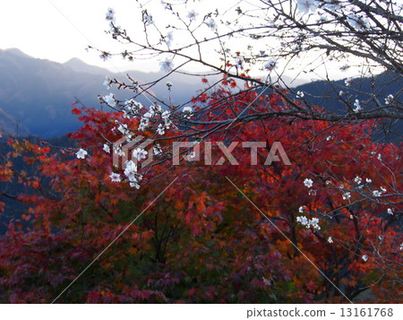 秋季樹葉和櫻花 13161768