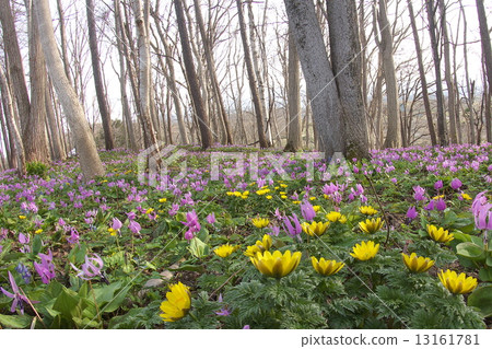 Early spring flowers Fukushouou Early spring flowers Fukushouou 13161781