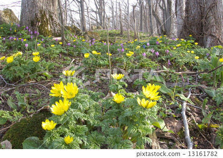 Early spring flowers Fukushouou 13161782