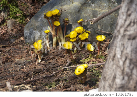 Early spring flower Fukujuou New Year's card material Early spring flower Fukujuou New Year's card material 13161783