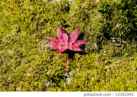 秋天的樹葉 秋天的樹葉 13161845