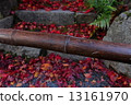 bamboo	 13161970